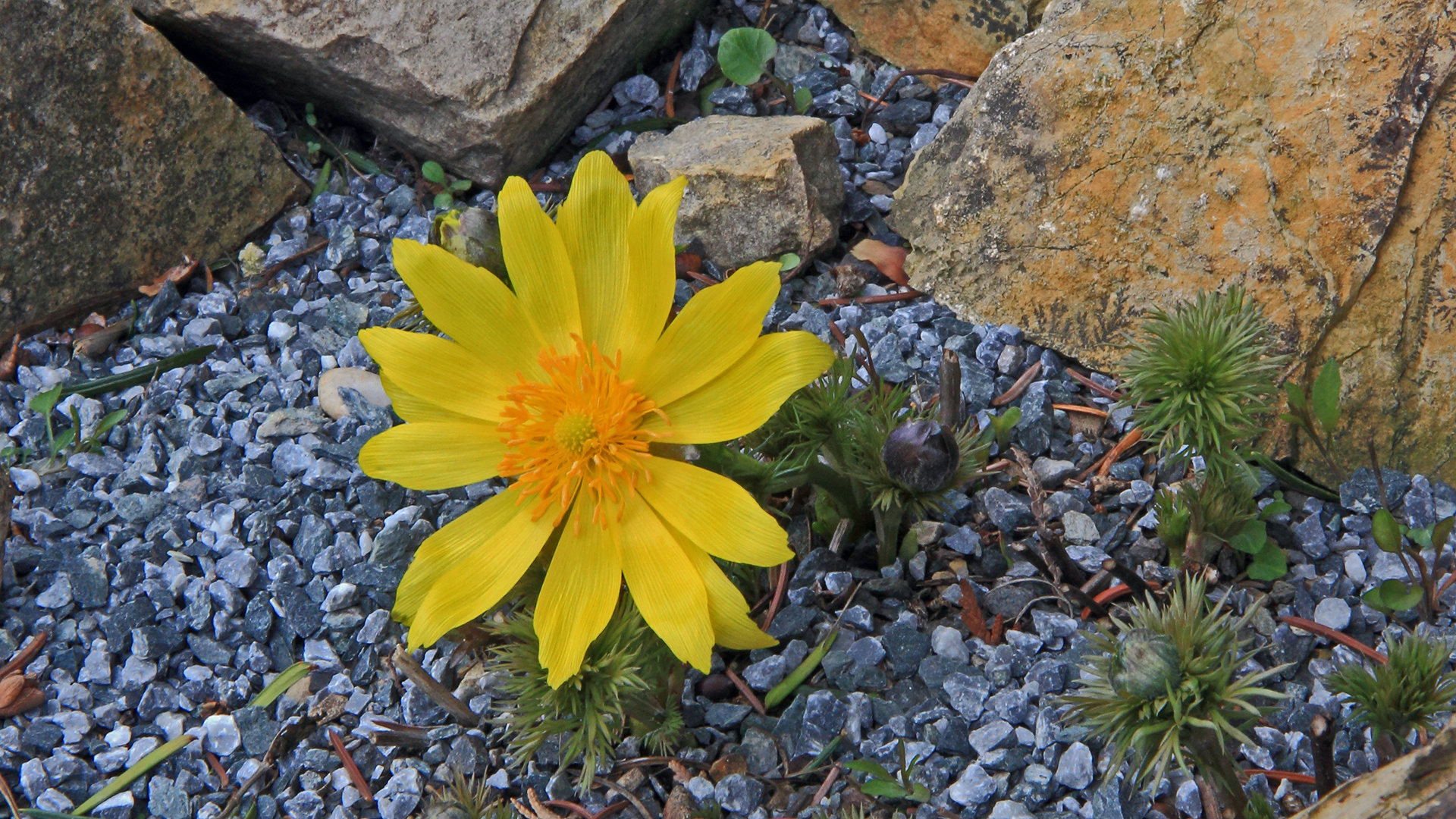 Adonisröschen (Adonis vernalis) als wunderbare Sonne ...