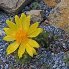 Adonisröschen (Adonis vernalis) als wunderbare Sonne ...