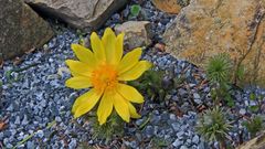 Adonisröschen (Adonis vernalis) als wunderbare Sonne ...