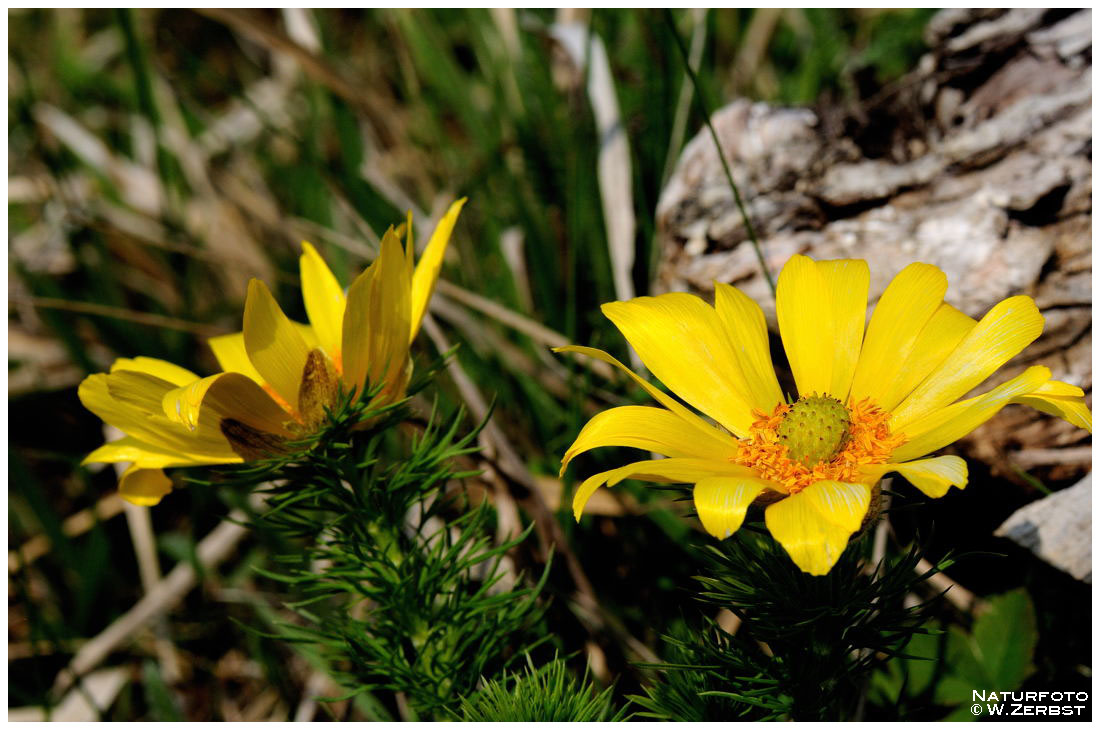 - Adonisröschen - ( Adonis vernalis )