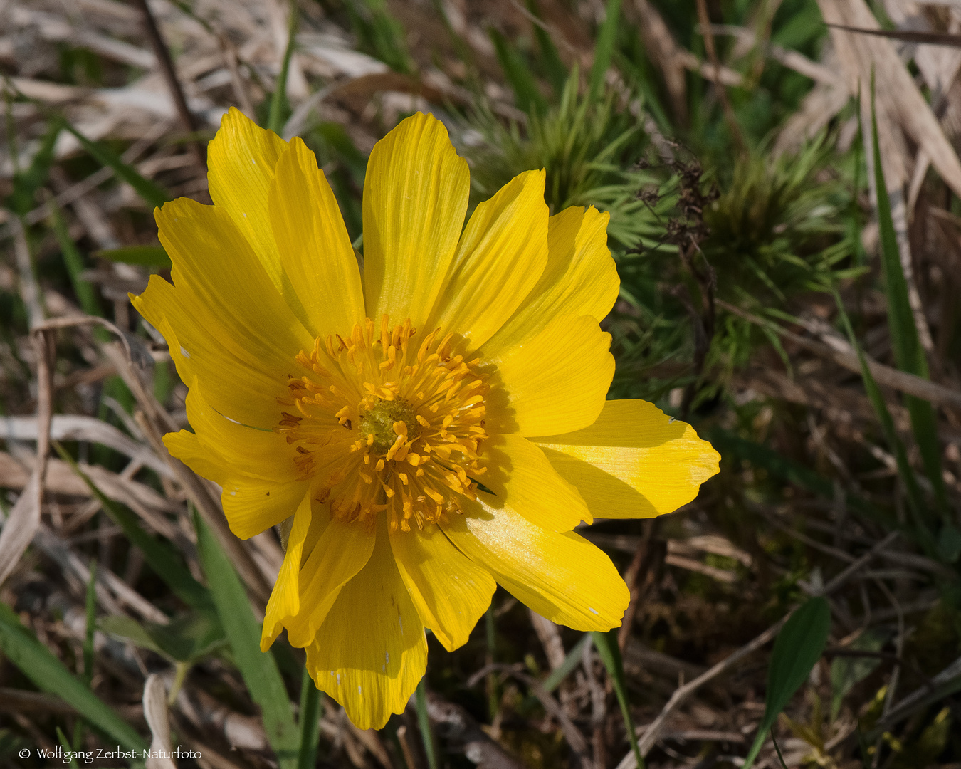 - ADONISRÖSCHEN - ( Adonis vernalis )