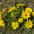 Adonisröschen-Blüte im Oderbruch