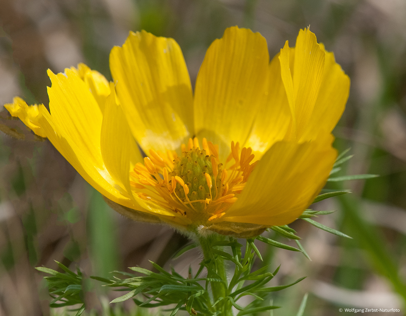 Adonisröschen --- Foto & Bild | fotos, natur, pflanzen Bilder auf ...