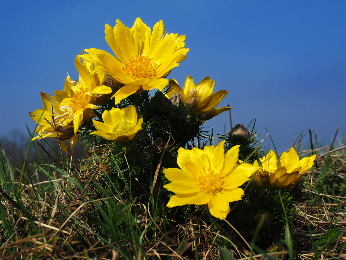 Adonisröschen Foto & Bild | frühling, natur, frühblüher Bilder auf ...