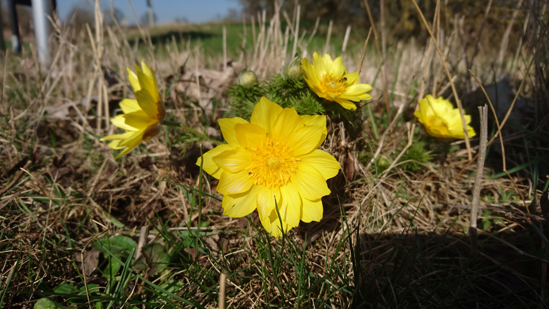 Adonisröschen Frühling Blumen DSC_0323