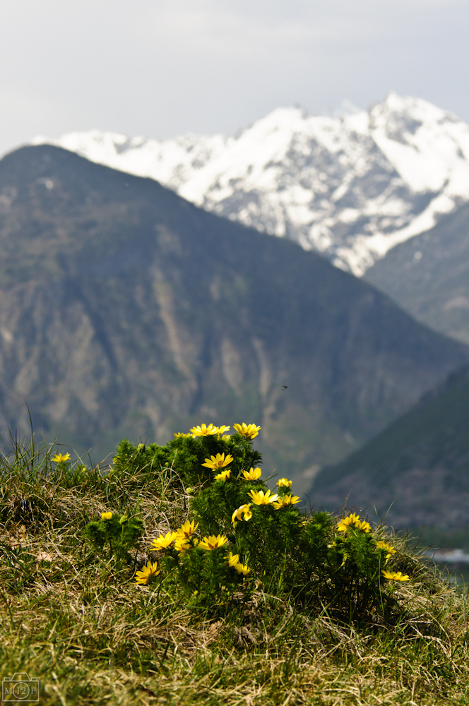 Adonisröschen-Hügel im Wallis