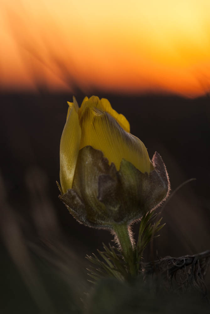 Adonisröschen im Abendrot