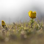 Adonisröschen im Gegenlicht