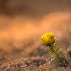 Adonisröschen im Licht