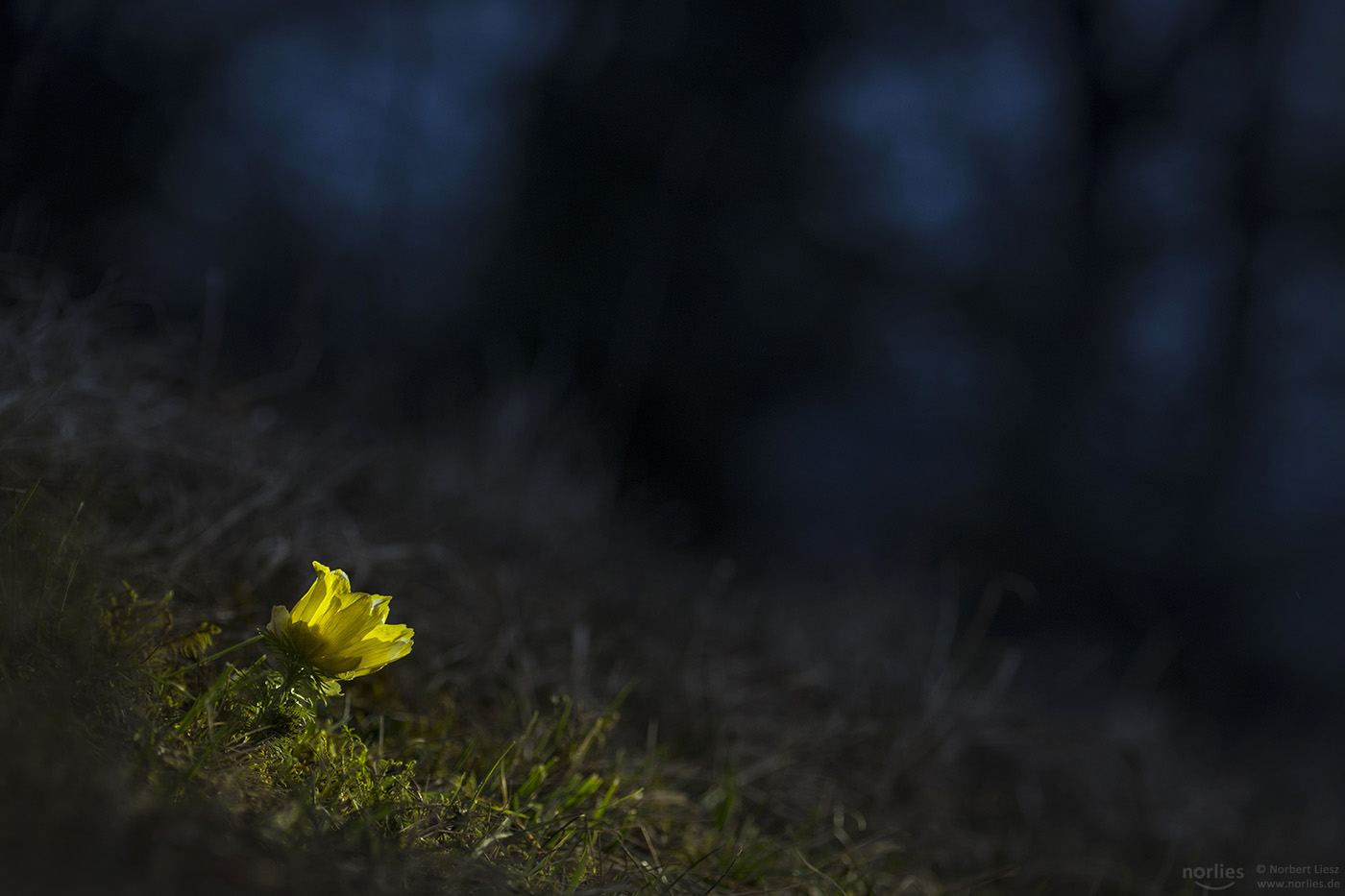 Adonisröschen im Licht