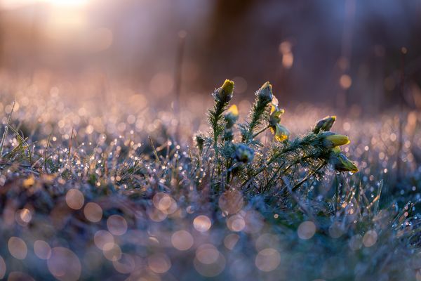 Adonisröschen im Morgentau