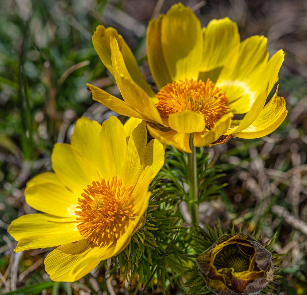 Adonisröschen - Leuchtboten des Frühlings Foto & Bild | natur-makros ...