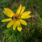 Adonisröschen mit Käferbesuch