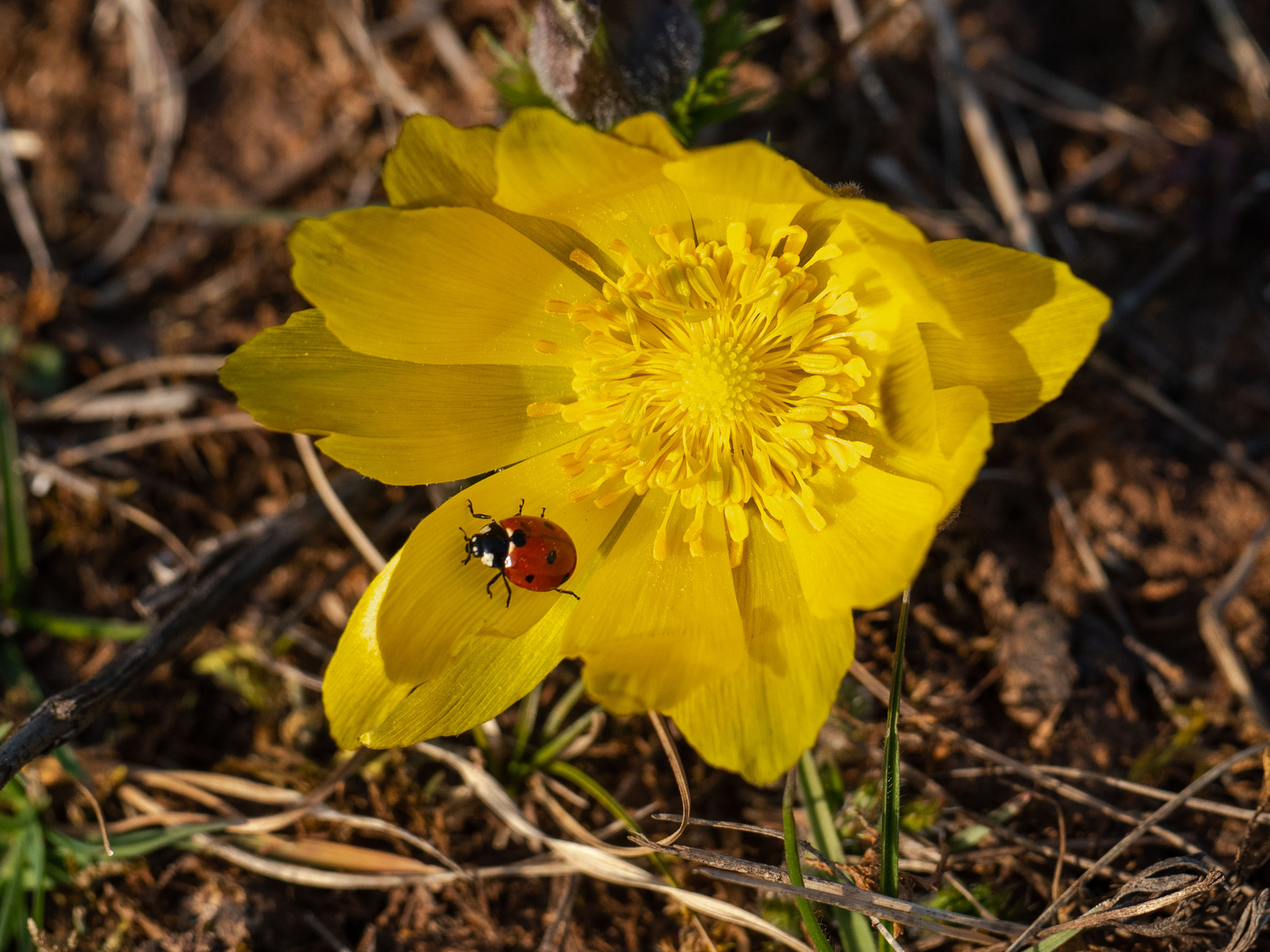 Adonisröschen mit Marienkäfer