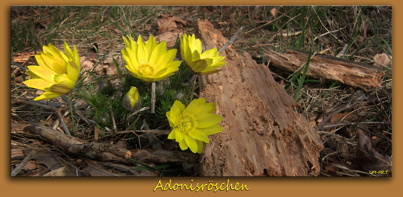 Adonisröschen sind da...