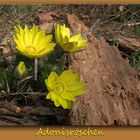 Adonisröschen sind da...