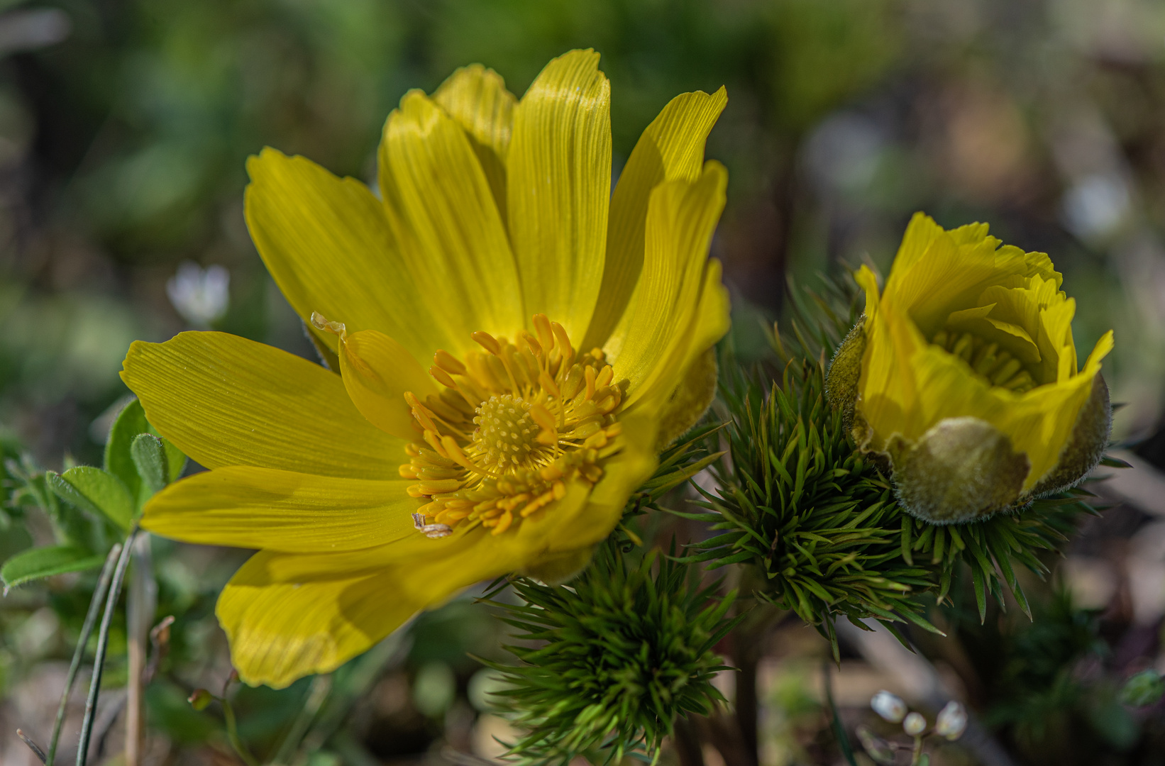Adonisröschen - Thüringer Frühlingsboten 1 Foto & Bild | natur-makros ...