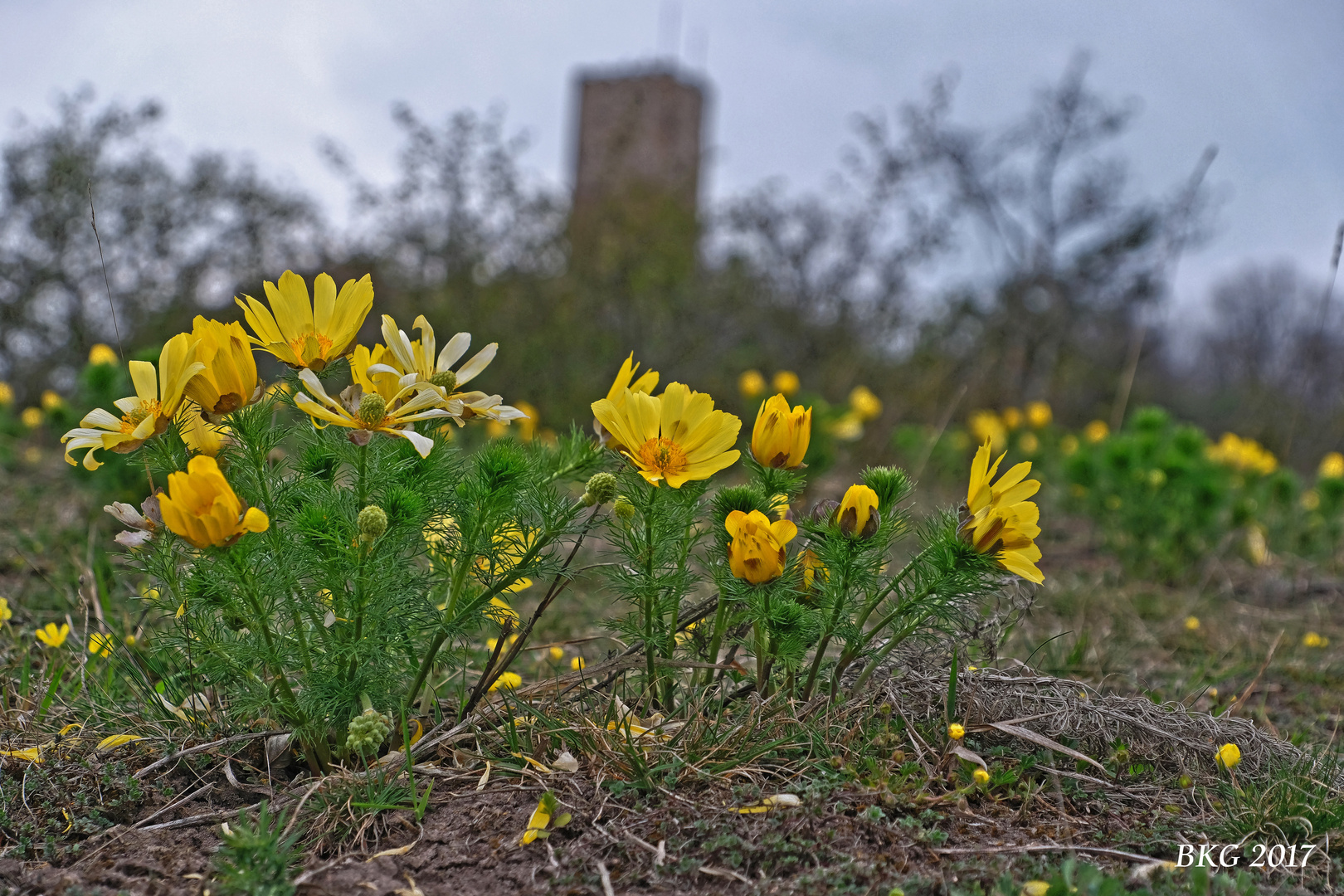 Adonisröschen vor der Burg Gleichen am grauen Aprilnachmittag April 