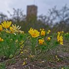 Adonisröschen vor der Burg Gleichen am grauen Aprilnachmittag April 