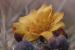 Adonisröschen/Adonis vernalis