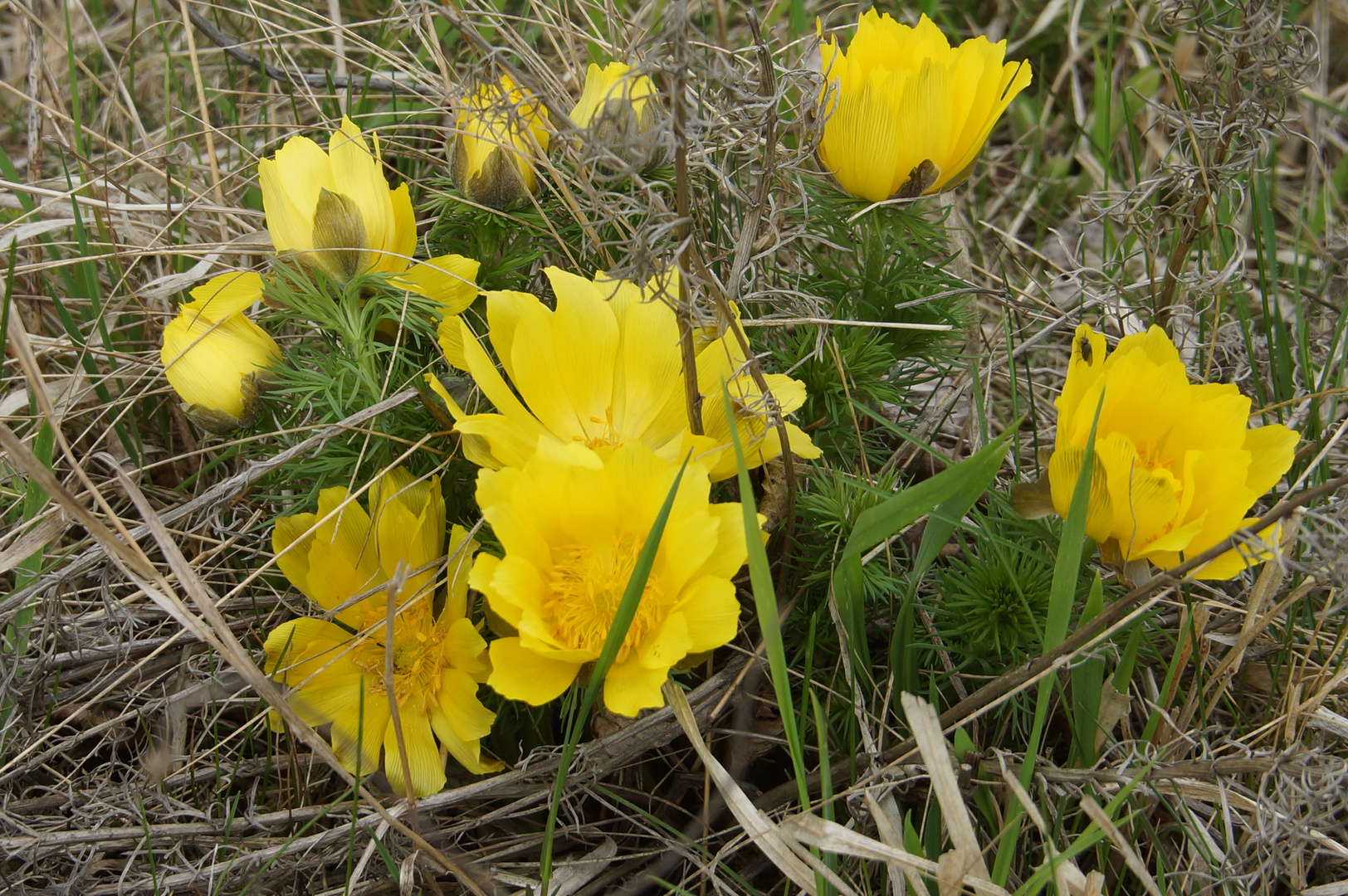 Adonisrößchen am " Kleinen Fallstein "