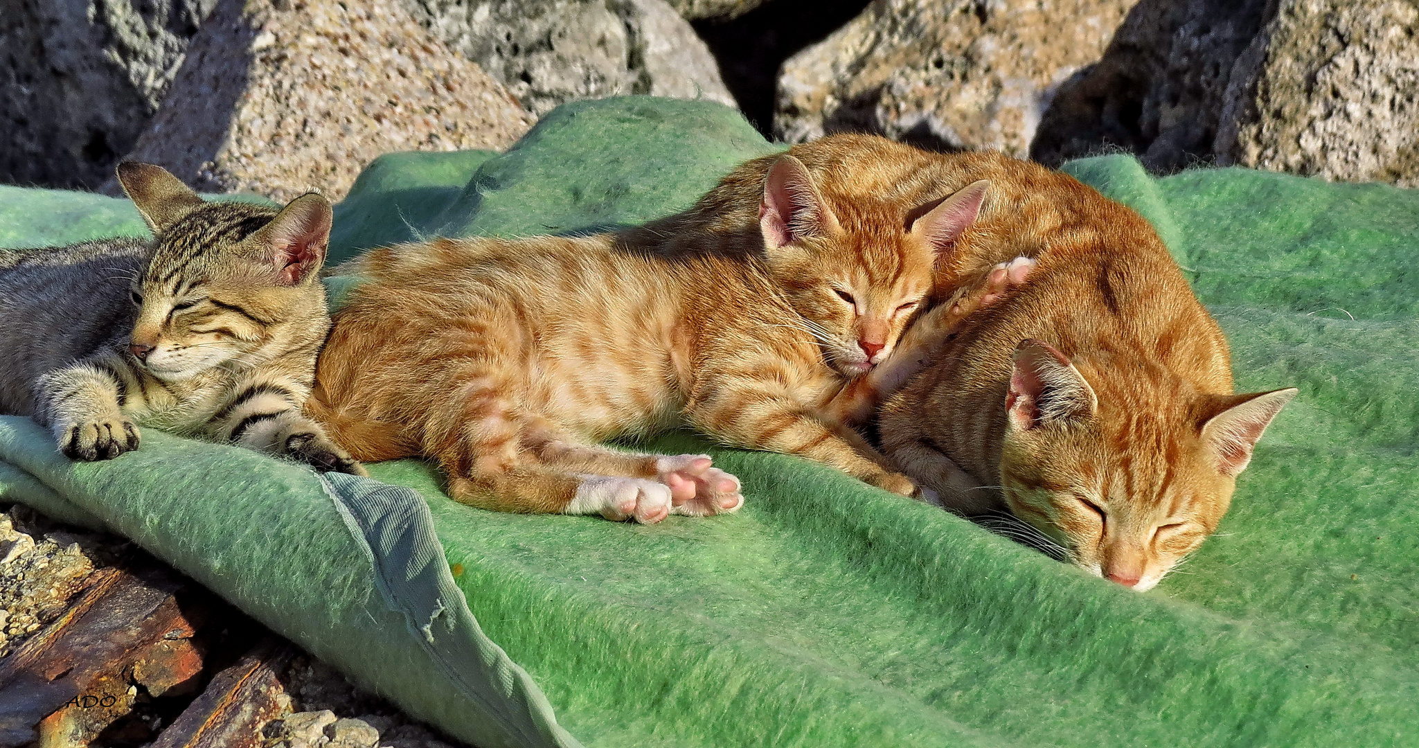 adopter nous - s'il vous plaît  ...