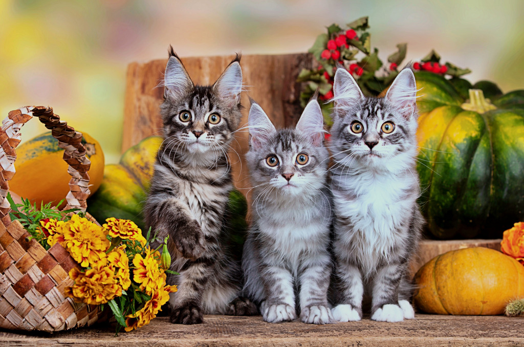 Adorable-Maine-Coon-Kittens
