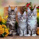 Adorable-Maine-Coon-Kittens