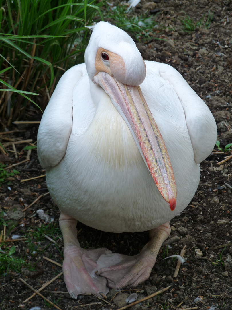 Adorable pélican