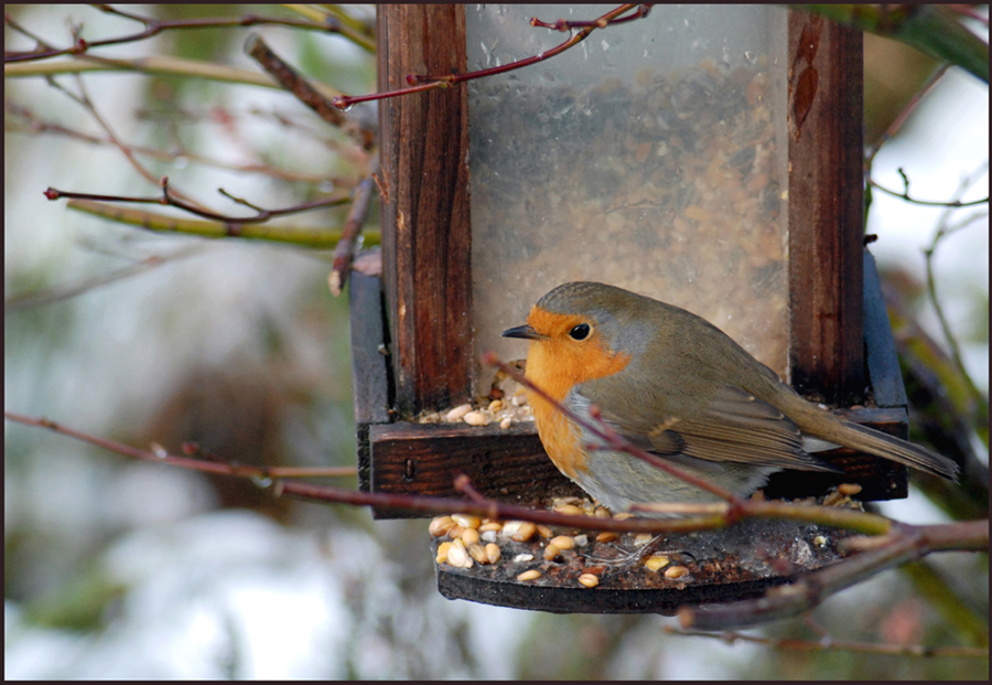 Adorable petit rouge-gorge... de delmelle 