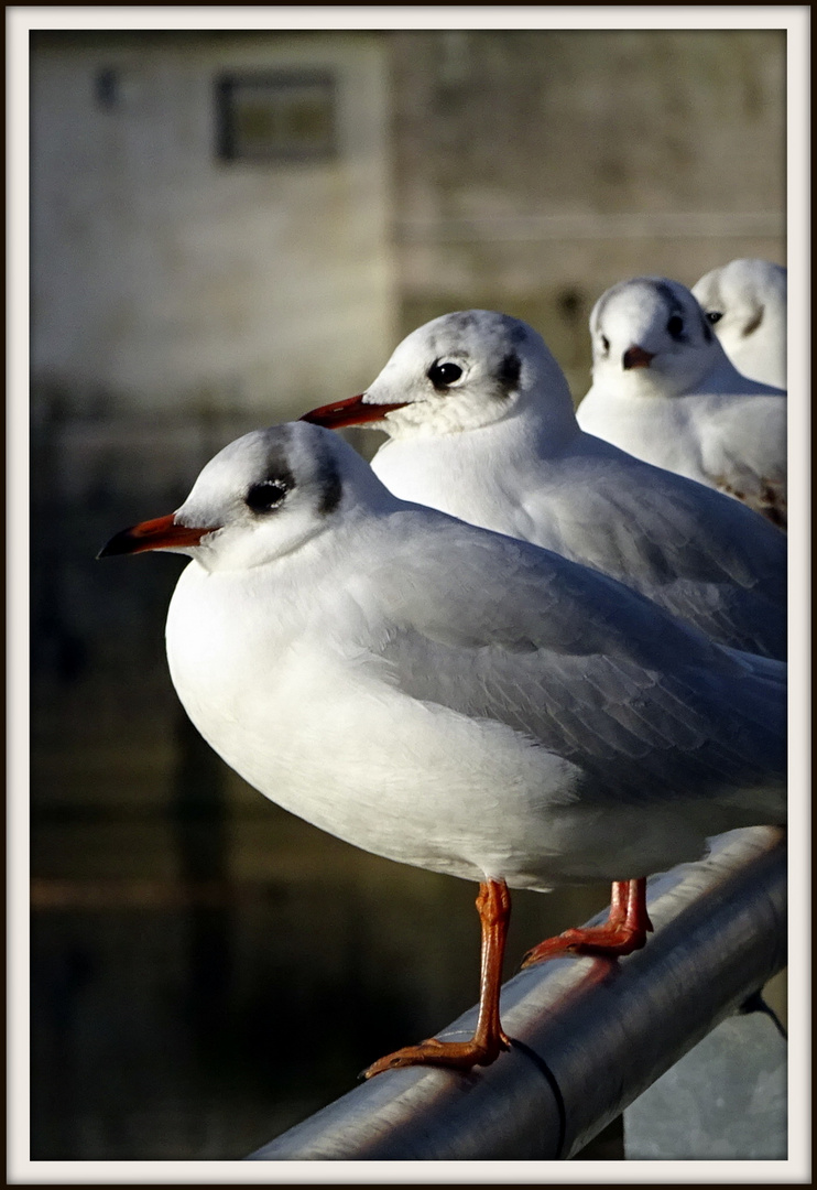 Adorables mouettes