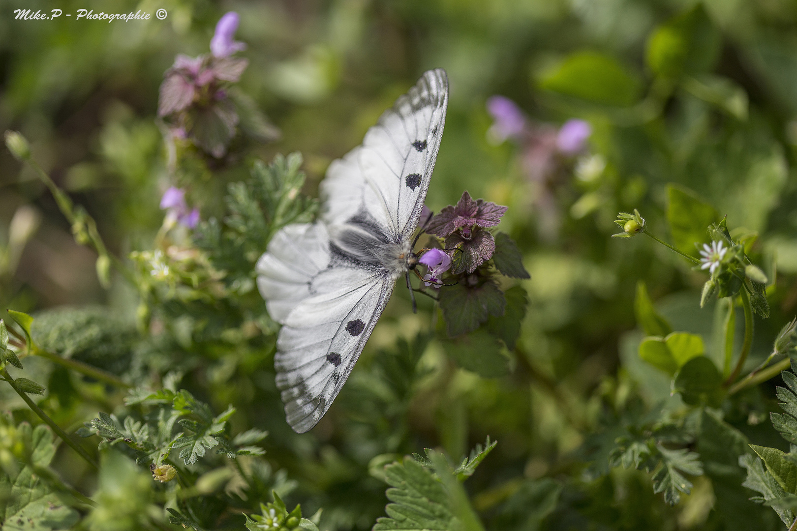 ADORITIS MNEMOSYNE (Schwarzer Apollo)