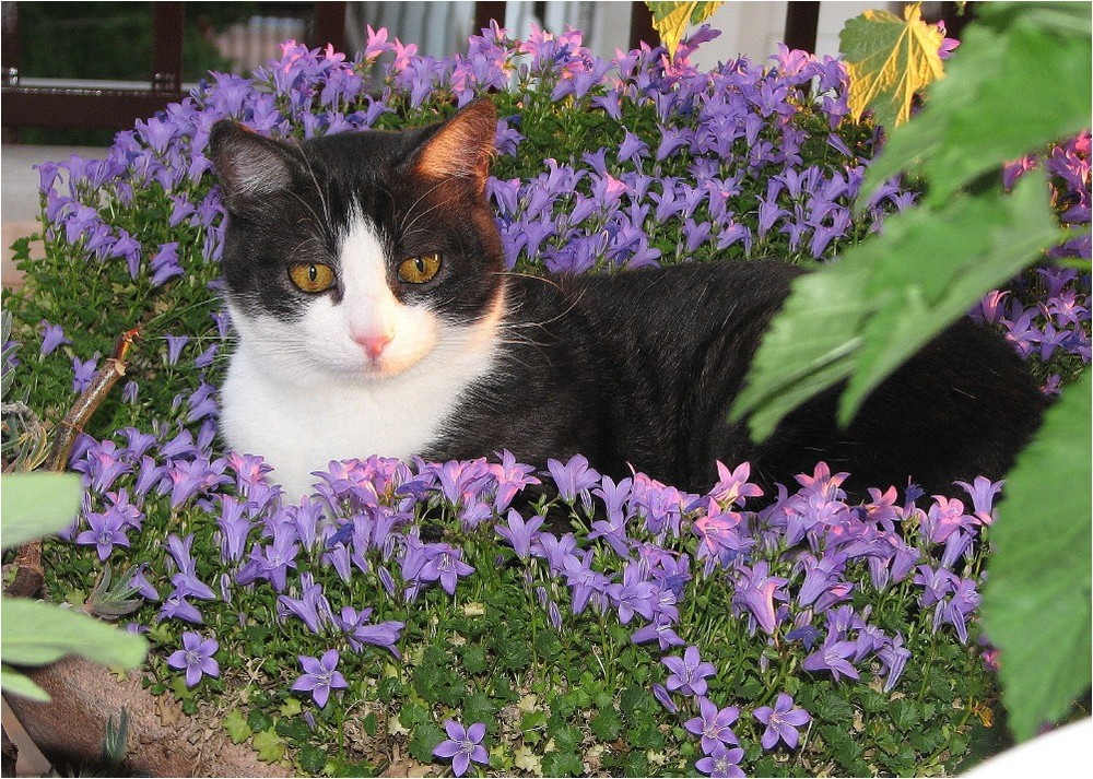Adoro I Fiori Foto Immagini Animali Animali Domestici E Da