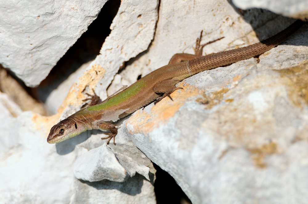 Adriatische Mauereidechse ( Podarcis melisellensis )