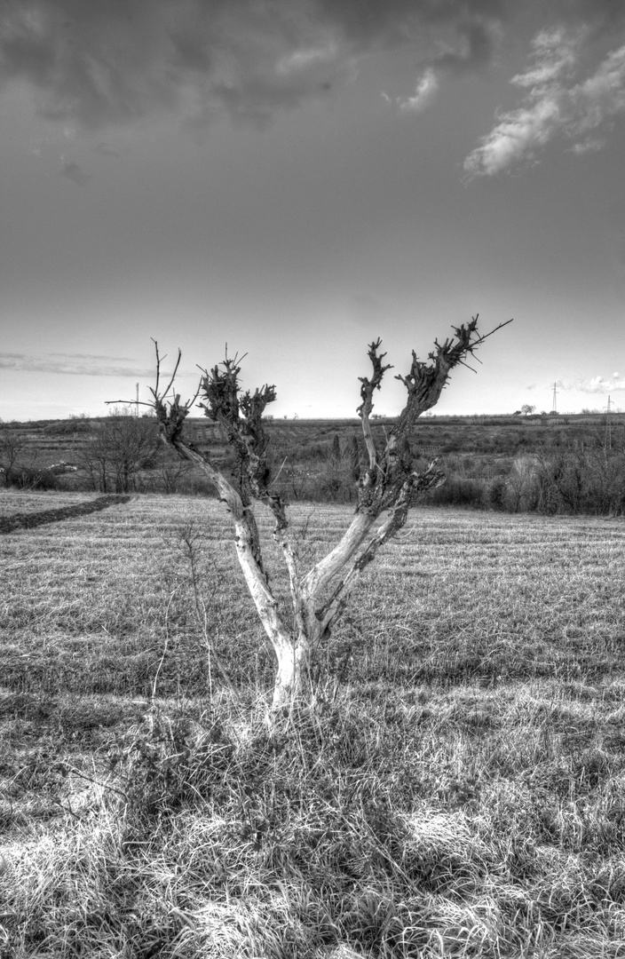 Adriatischer Baum