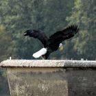 Adult Bald Eagle II