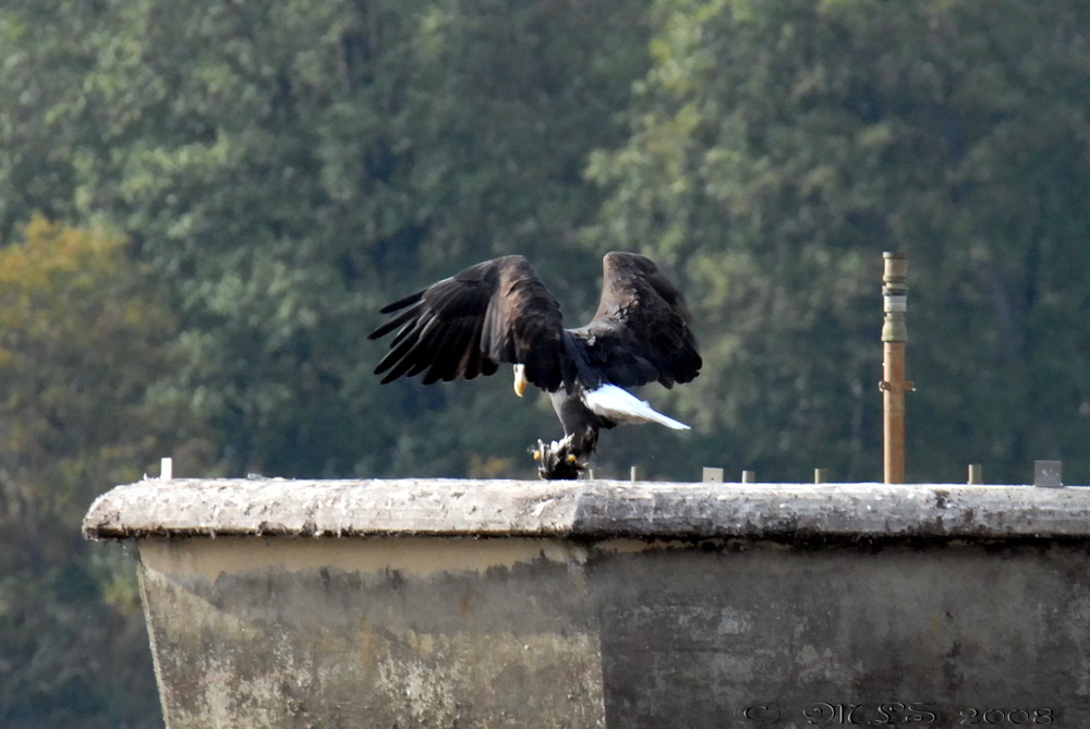 Adult Bald Eagle III