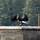 Adult Bald Eagle III