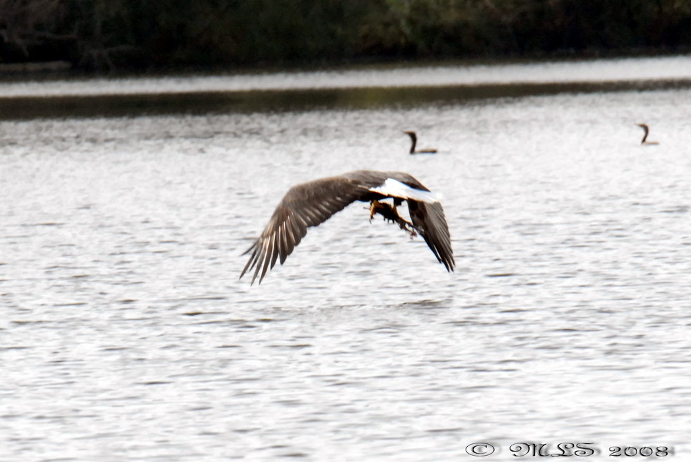 Adult Bald Eagle IV