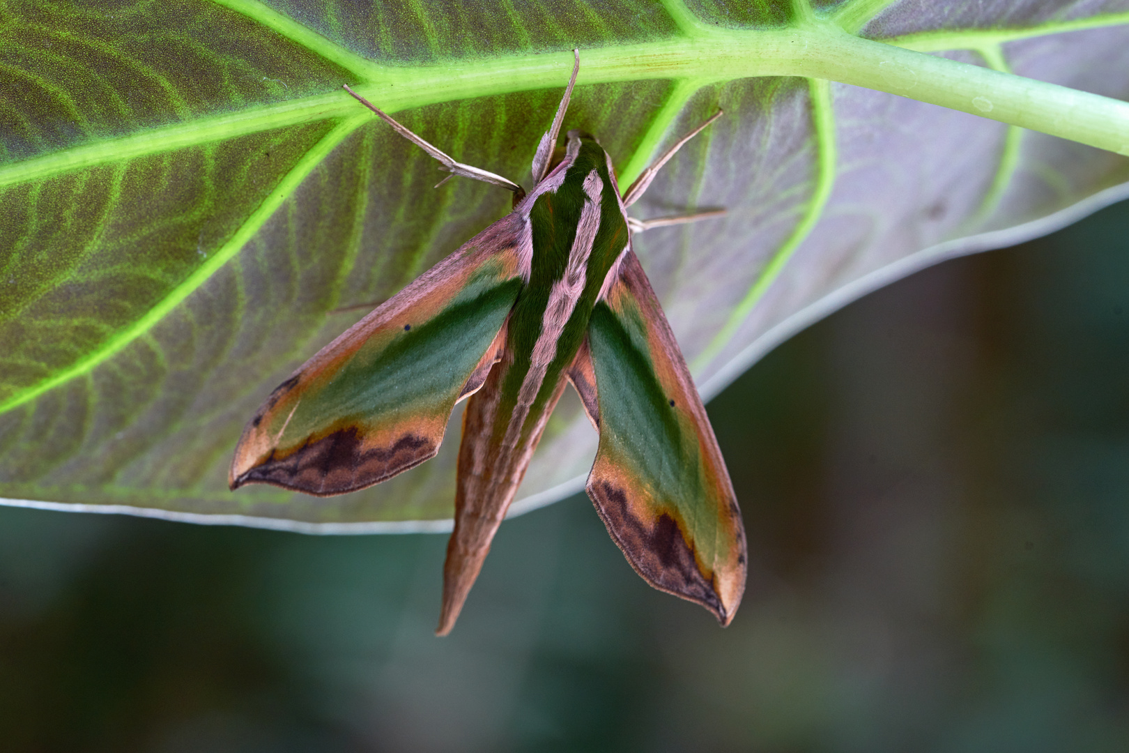 adult of a hawkmoth Pergesa acteus 