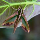 adult of a hawkmoth Pergesa acteus 