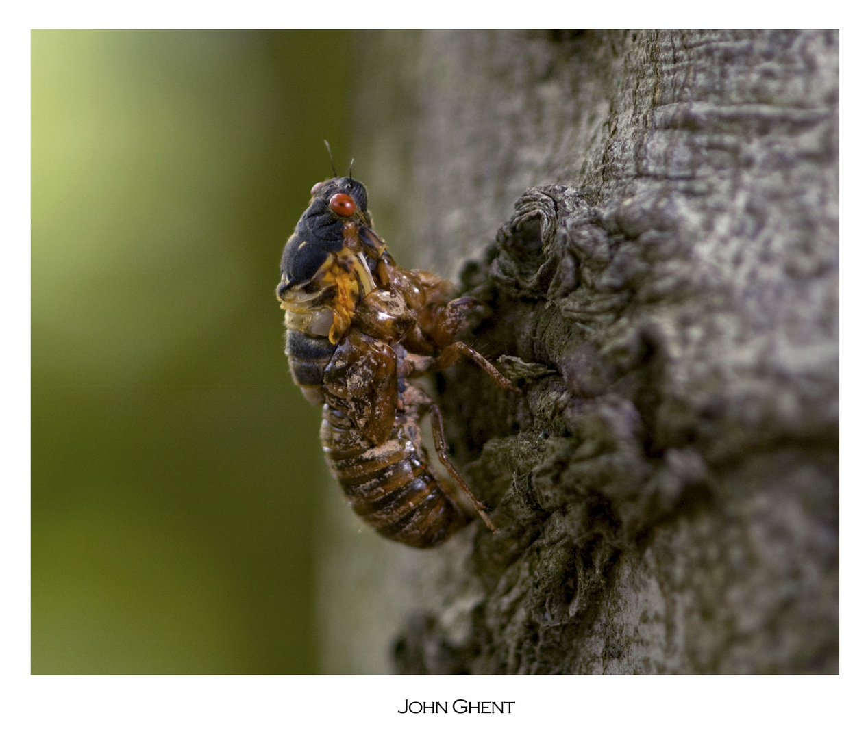 Adult Periodic Cicada emergence from pupal case