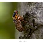 Adult Periodic Cicada emergence from pupal case