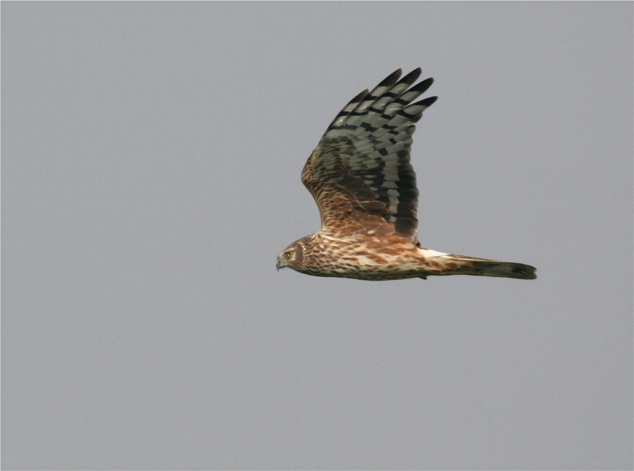 Adult Weibchen der Kornweihe