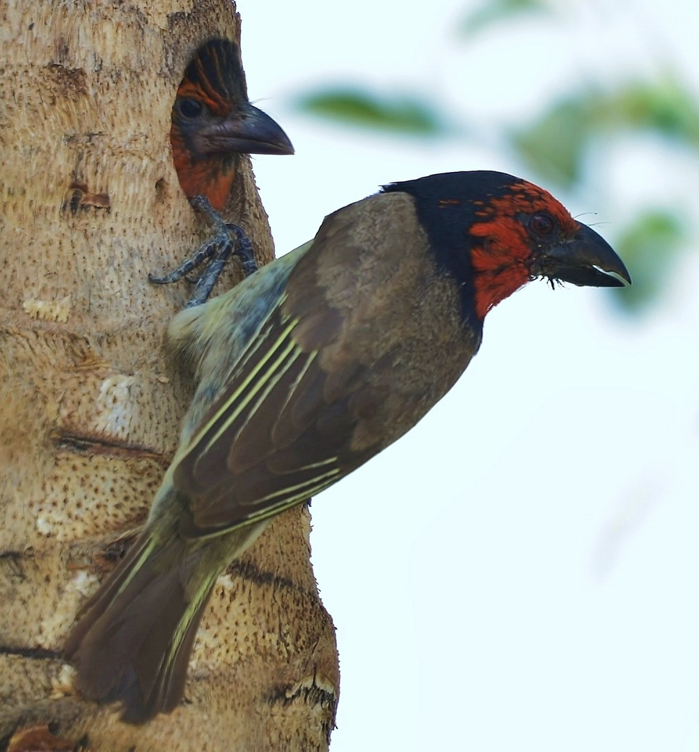 Adult & Youngster