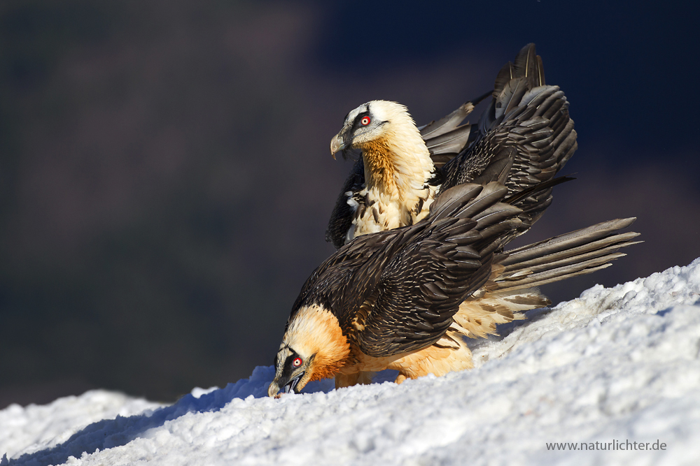 Adulte Bartgeier (Gypaetus barbatus)