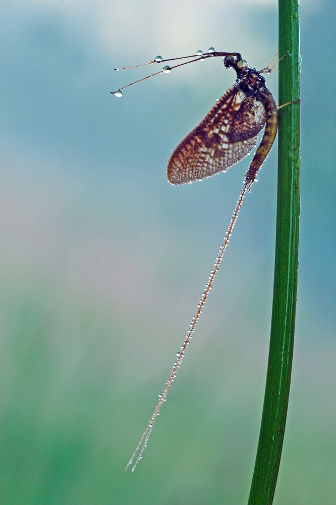 adulte Eintagsfliege