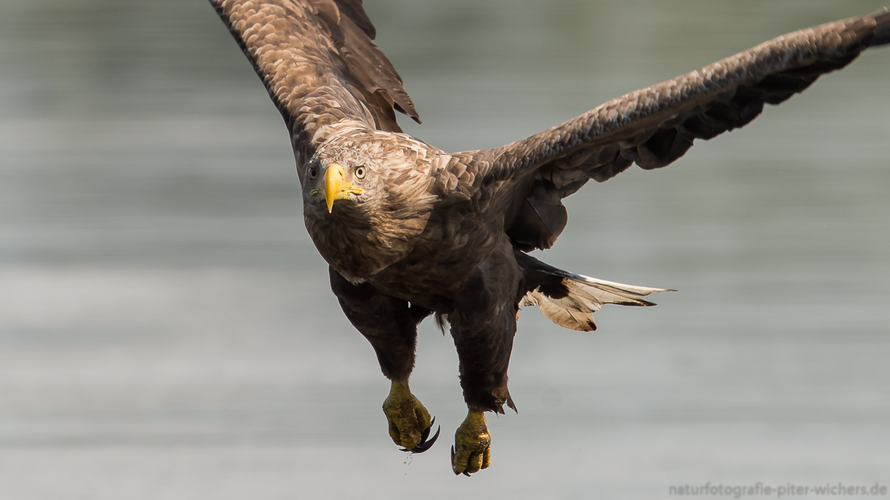 Adulte Seeadler..