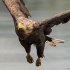 Adulte Seeadler..