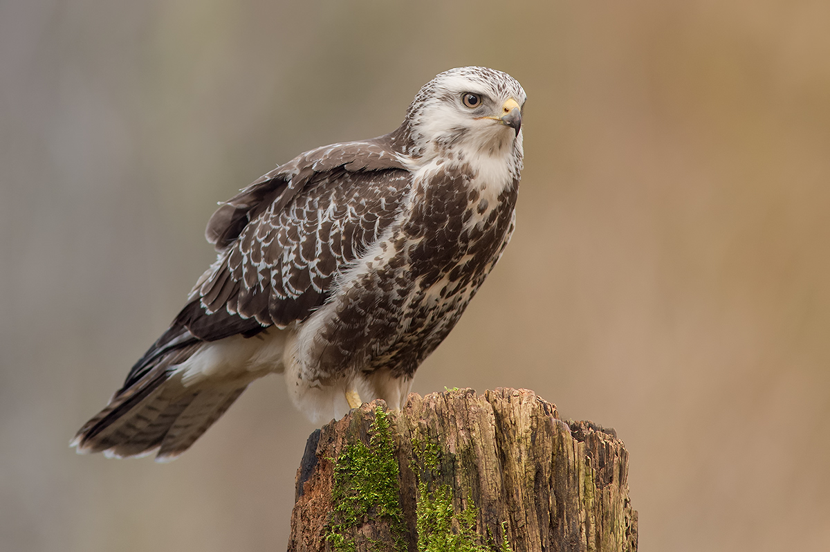 Adulter Bussard